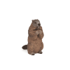 Marmotte - Papo