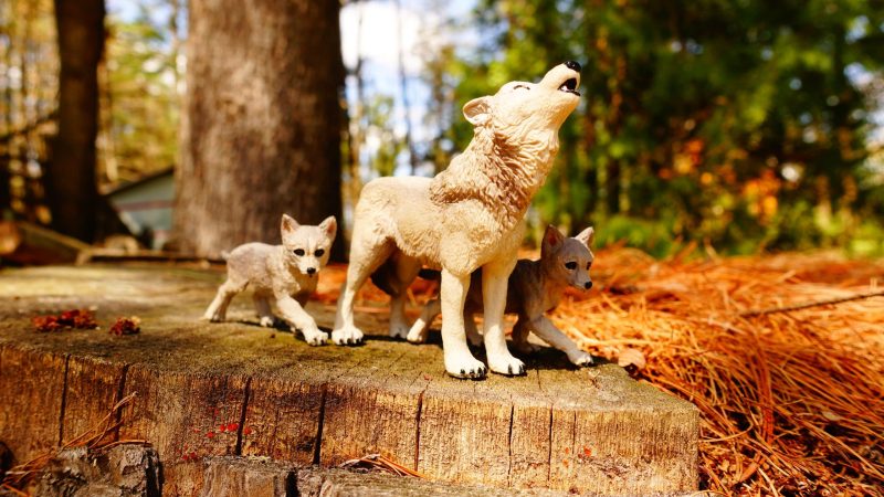 Coffret figurines - Animaux de la forêt - Papo - Image 6