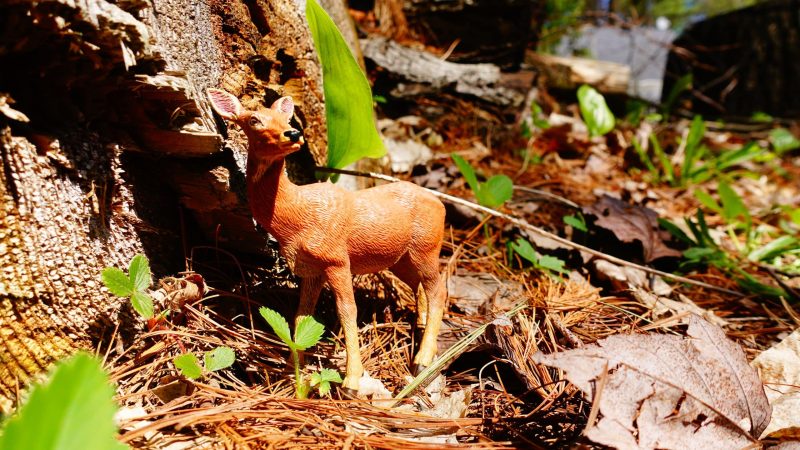 Coffret figurines - Animaux de la forêt - Papo - Image 7