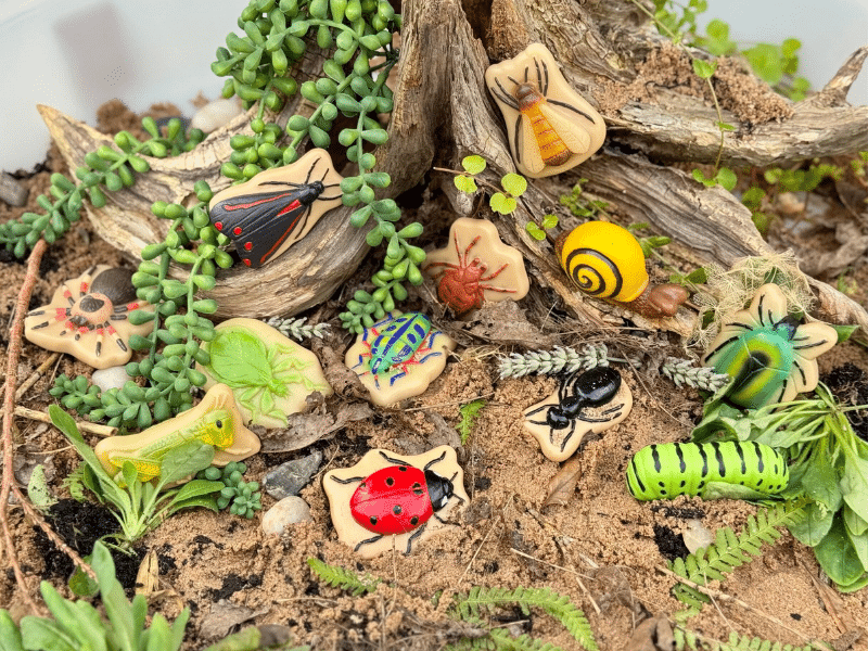Insectes - Collection Sensory Play Stones - Yellow Door – Image 11