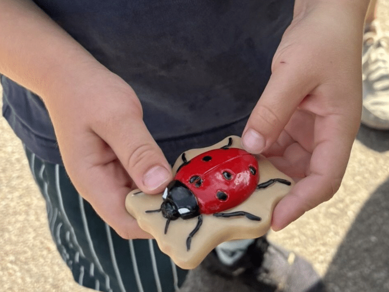 Insectes - Collection Sensory Play Stones - Yellow Door – Image 6